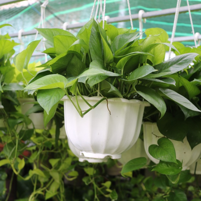 Chậu Treo Trầu Bà xanh