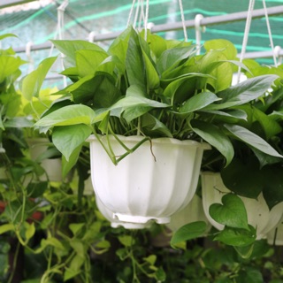 Chậu Treo Trầu Bà xanh