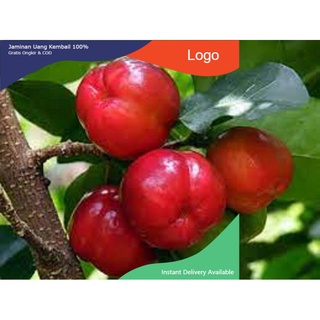 Cây giống cây sơ ri thái trái ngọt, siêu quả, cam két chuẩn giống f1