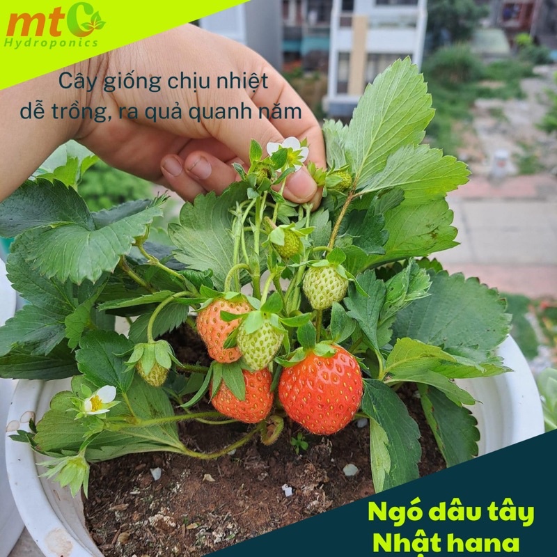 Combo 5 Ngó Dâu Tây Nhật Hana, chịu nhiệt tốt, quả ngọt