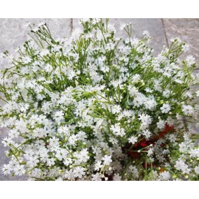 Hoa giả decor hoa giả trang trí baby sao cụm 5 nhánh trang trí nhà cửa