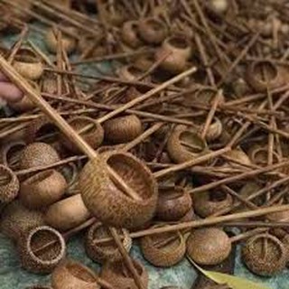 Gáo dừa múc rượu tròn