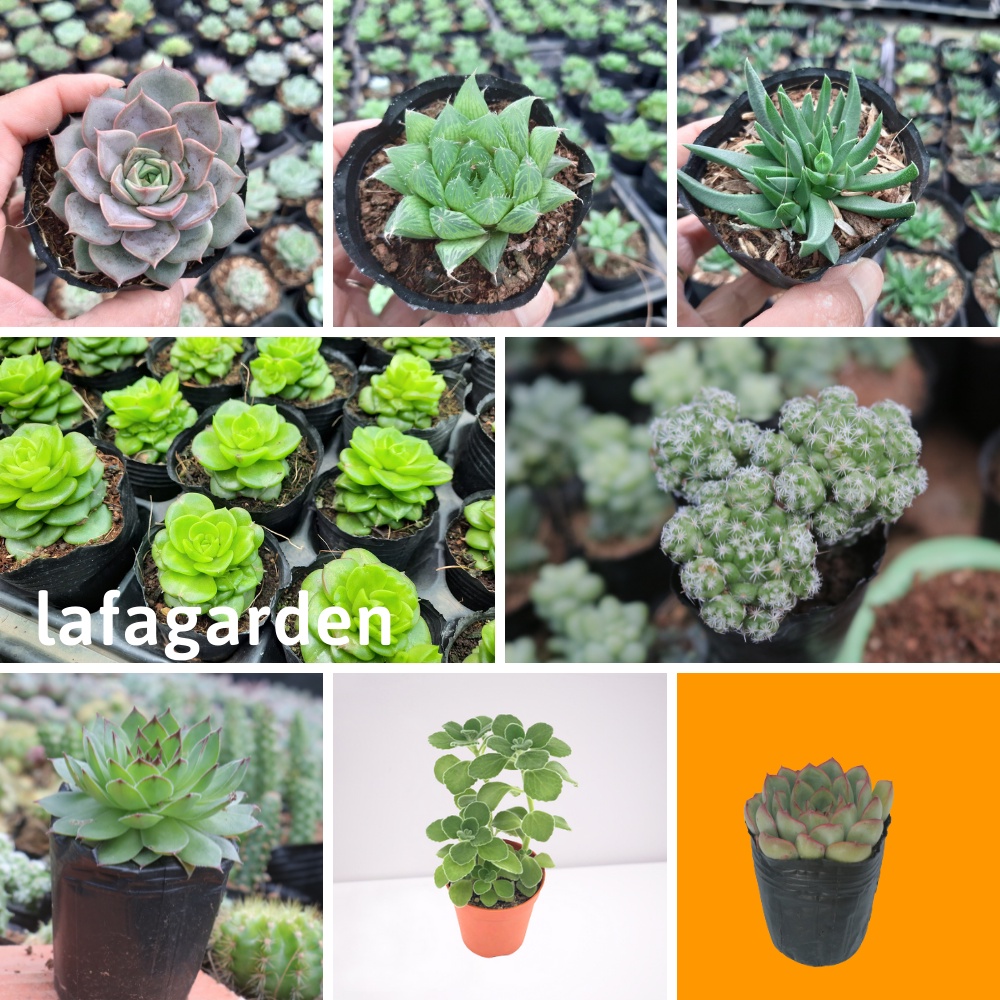Cây sen đá Đà Lạt, kích thước (3-5cm) tùy chọn nhiều giống