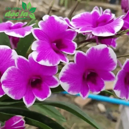 Combo 5 chậu mini yaya cây giống nhưng sắp hoa