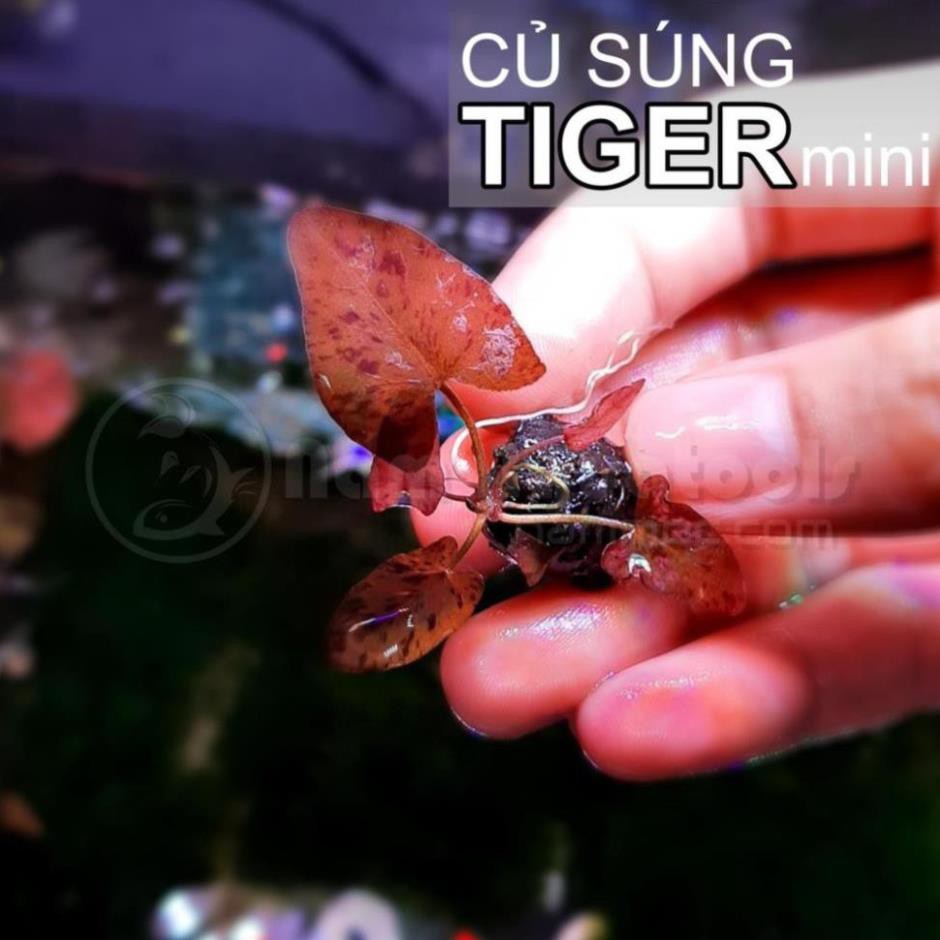 SALE!  SÚNG TIGER MINI, CÂY THỦY SINH CHO BỂ CÁ CẢNH, BỂ THỦY SINH, CÂY KHỎE, LOẠI ĐẸP.