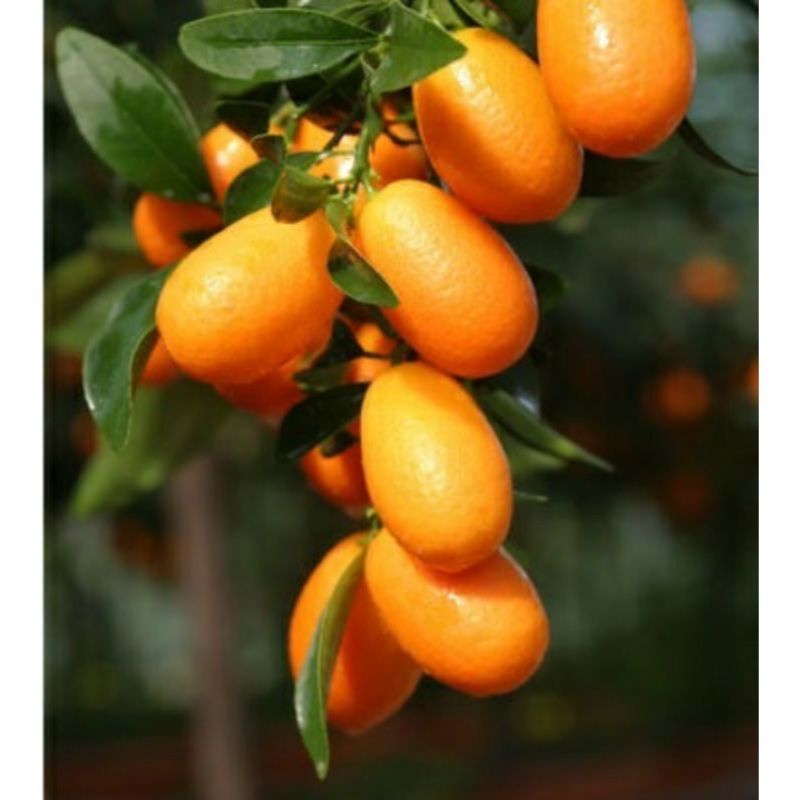 Cây hạnh ngọt tắc ngọt thái