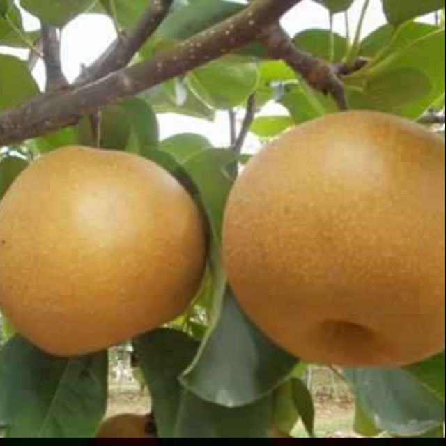 Cây lê nâu,. 8 tháng cho trái