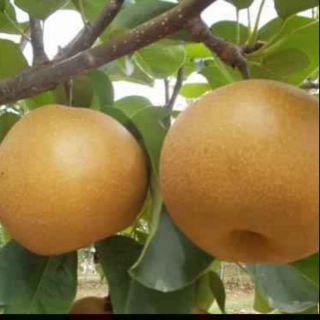 Cây lê nâu,. 8 tháng cho trái