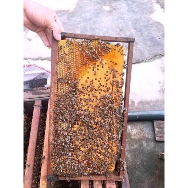 Mật ong nguyên chất đặc thơm cực ngon chai 1 lít