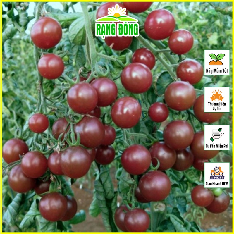 Hạt giống Cà Chua Cherry Đen Lai F1 Trồng Quanh Năm, Dễ Chăm Sóc (gói 0.1 gram) - Hạt Giống Rạng Đông