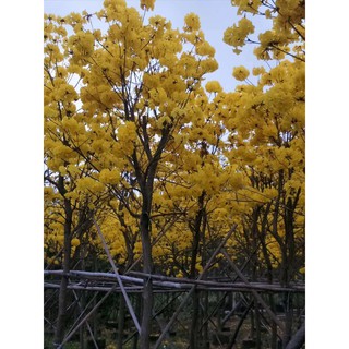 Cây giống hoa phong linh vàng-cây giống ươm bầu ổn định