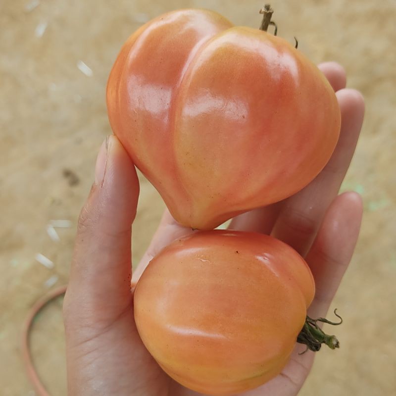 Cây giống cà chua trái tim