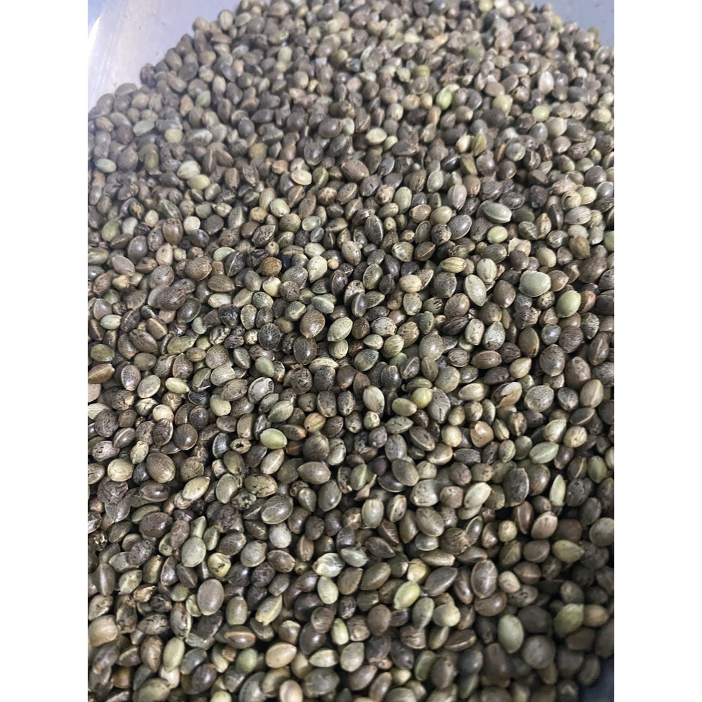 Hạt láng tròn size to cho chim vẹt - gói 500gr