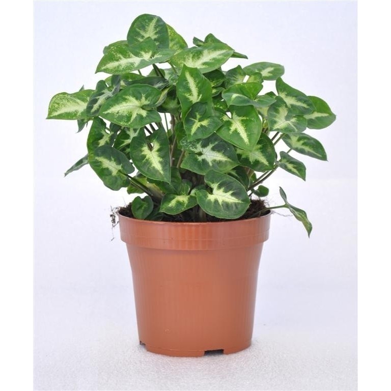 Cây giống Syngonium podophyllum Pixie White (Trầu Bà Pixie White) chậu nhựa