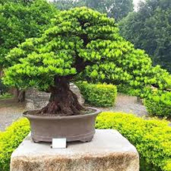 CÂY GIỐNG CÂY VẠN NIÊN TÙNG KIM CƯƠNG BONSAI TRƯỜNG THỌ , cam kết uy tín chất lượng