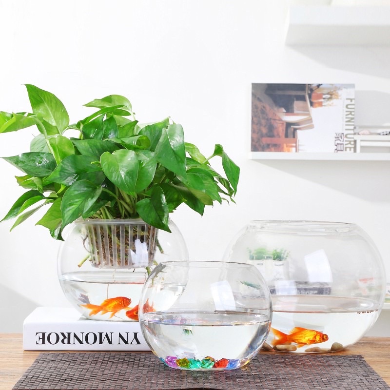 Bể cá mini thủy sinh để bàn, bình thủy tinh trồng cây thủy sinh, terrarium, thủy canh