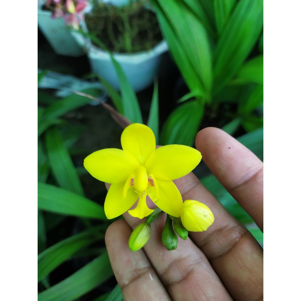 Lan Chu Đỉnh Mix Màu - Hoa Lan