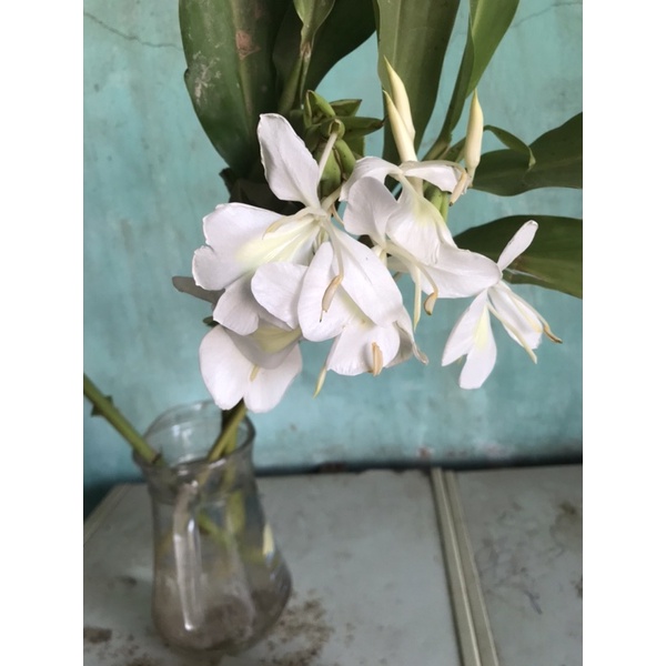 Combo 20 cây bạch yến