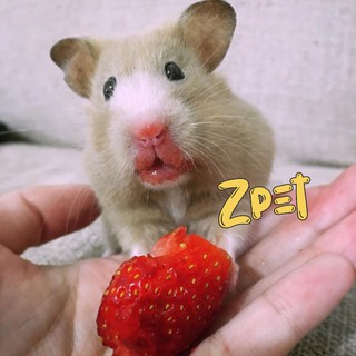 Dâu sấy cho hamster 25g
