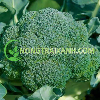1GR - HẠT GIỐNG SÚP LƠ XANH/ BÔNG CẢI XANH