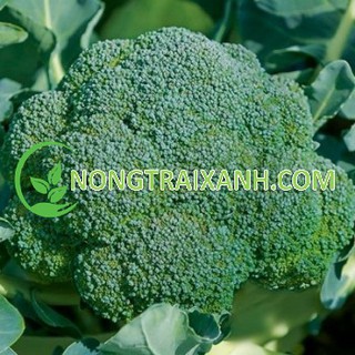 1GR - HẠT GIỐNG SÚP LƠ XANH/ BÔNG CẢI XANH