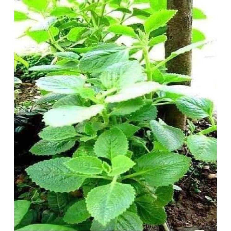 Hạt giống Rau Húng chanh hay tần dày lá -