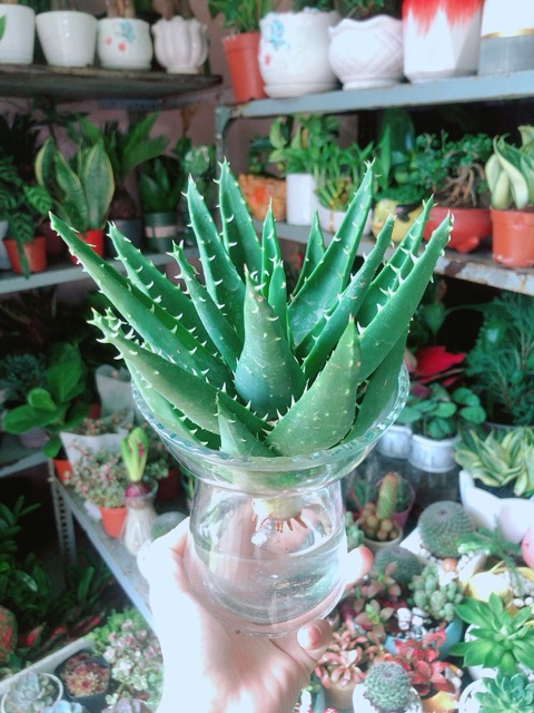 Chậu Nha Đam Thuỷ Sinh