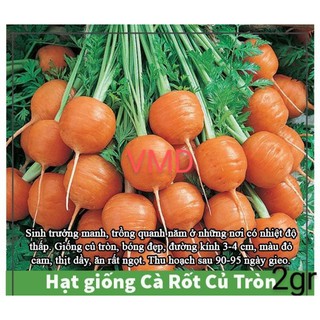 Hạt giống Cà Rốt Tròn