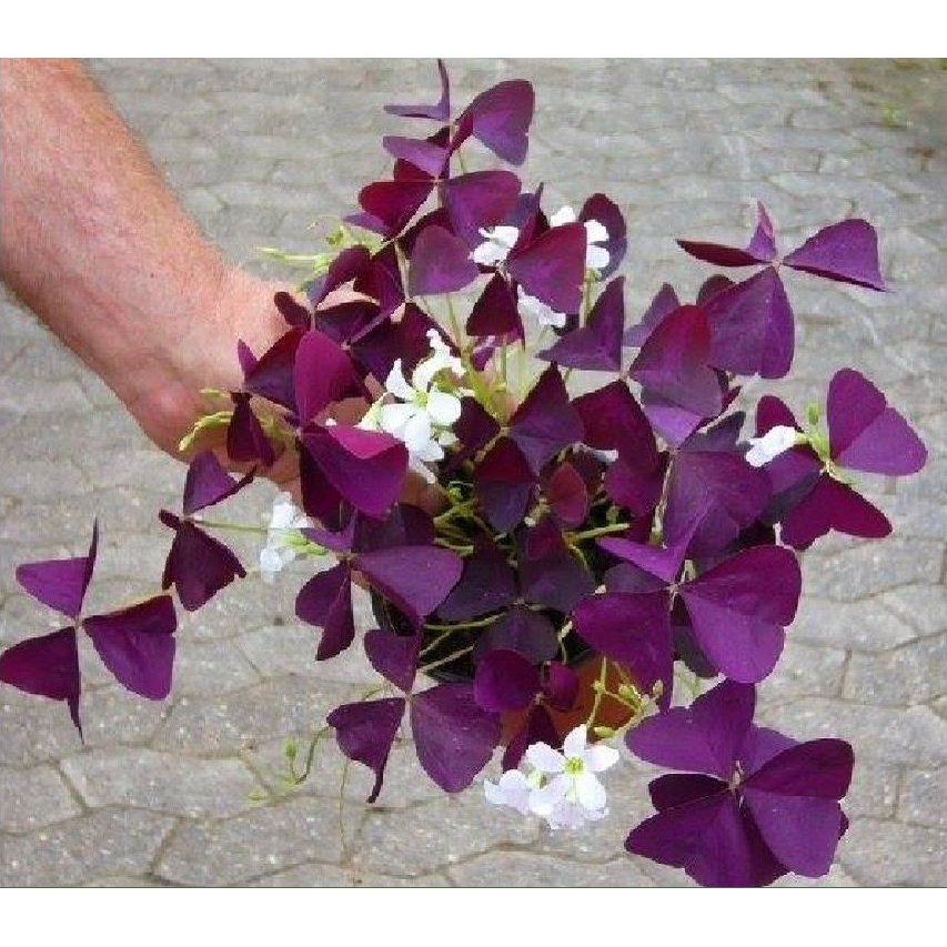 Bộ 20 củ giống hoa bướm đêm