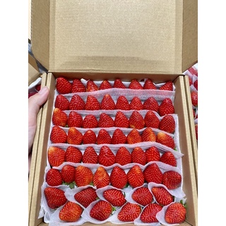 Dâu tây giống Nhật Sky 64 trái. THƠM ĐẬM, NGỌT ngon