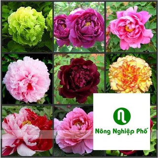gói 5 hạt giống hoa mẫu đơn nhiều màu PHUNONG