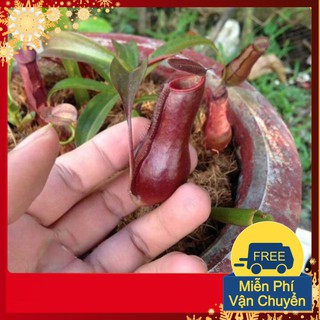 Hạt Giống Cây Nắp Ấm