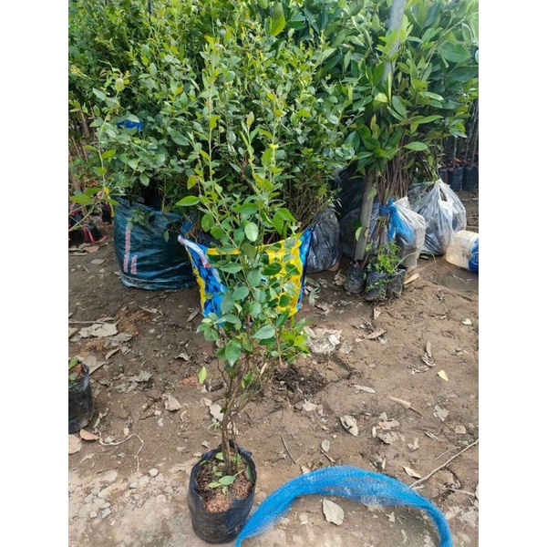 Cây giống Việt Quất tứ quý  trưởng thành, ra trái 4 mùa quanh năm - giống siêu trái, cao 40-60cm