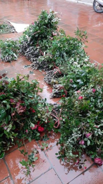 Canh chiết hồng ngoại
