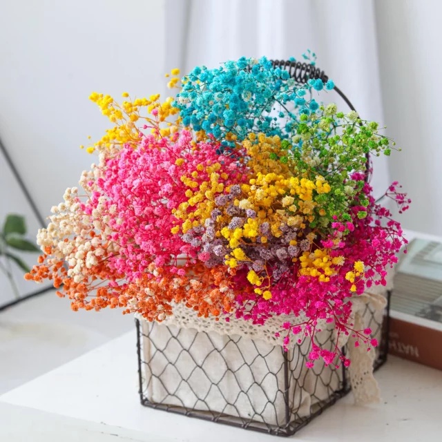 Hoa Baby tự nhiên sấy khô ướp màu dùng trang trí nhà