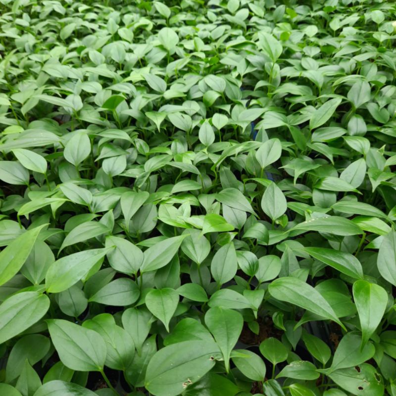 Chậu Cây giống Hoa hồng môn tím - Anthurium andraeanum