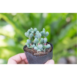 Sen đá lá tim 5-7cm - Vườn sen đá