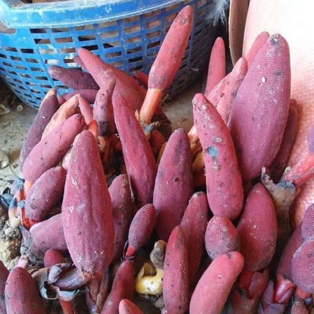 Nấm Ngọc Cẩu Tươi Hàng Chọn