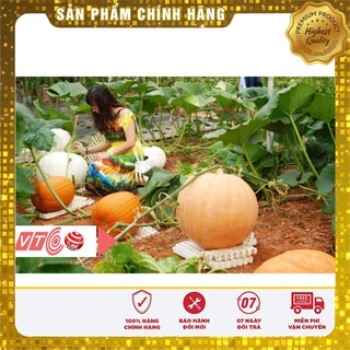 Hạt giống bí đỏ KHỔNG LỒ gói 5 hạt