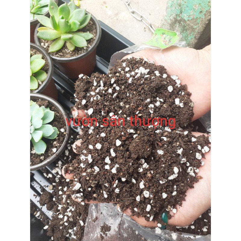 Đất Trồng Sen Đá , Xương Rồng Cây Mọng Nước Tự TRộn Gíá Thể Cao Cấp