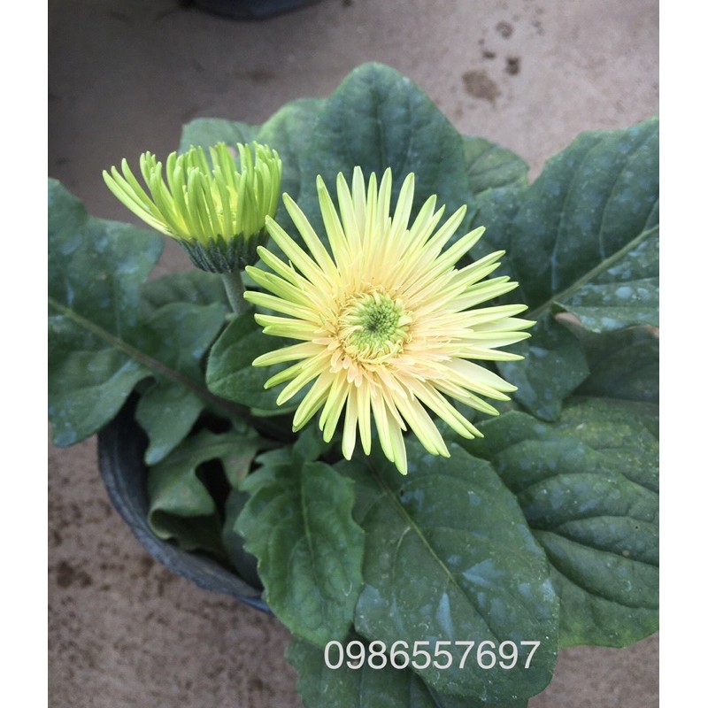 Bầu hoa đồng tiền lùn siêu nụ Hoa ☘️