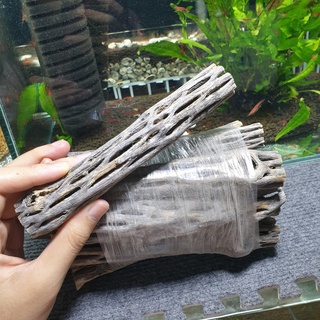 Lũa Cholla Thủy Sinh Xanh - Hàng đẹp Cho Bể Tép Thủy Sinh