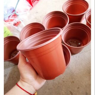 Combo 10 Chậu nhựa trồng cây cỡ nhỏ