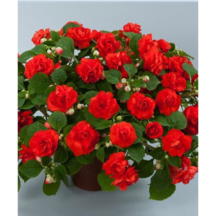 Hạt giống hoa ngọc thảo cánh kép mix màu - gói 5 hạt TẶNG gói kích thích hạt nảy mầm