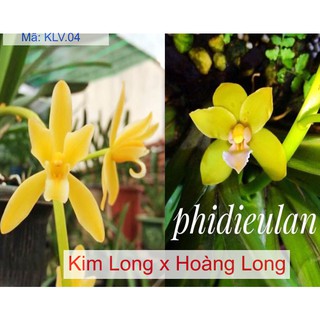 Lan kiếm hoàng long lai kim long