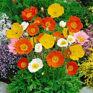 Hạt giống Hoa Kim Anh - California Poppy Mix ( 50-100 hạt )
