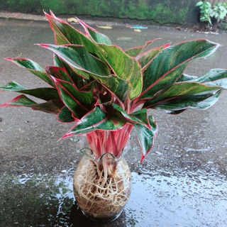 Chậu phú quý thuỷ sinh