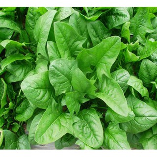 Hạt giống Cải bó xôi chịu nhiệt -  Rau củ quả trồng tại vườn, sân thượng, nông trang, ban công