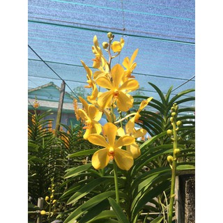 Lan MOKARA con -vàng Kitty (loại 2)