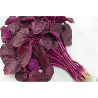 Kho buôn Hạt giống rau dền đỏ cao sản dễ trồng